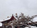 绿巨人渗透攻略（掌握关键技巧，成为极富智慧的绿巨人）