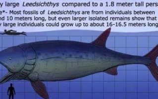 深入探索史前海洋生物进化之旅（揭开远古生物的神秘面纱，畅享海洋进化冒险之旅！）