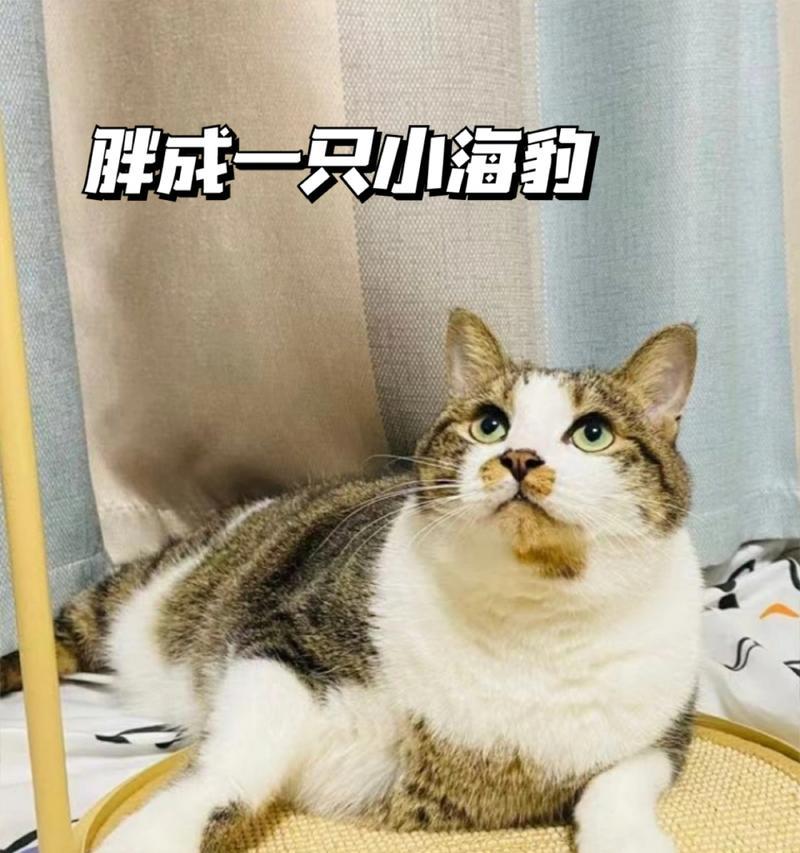 小海豹攻略（亲近自然、探索海洋、萌趣无限）-第2张图片-游技攻略库